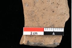 Foto (Detailansicht) von Chana parschlugiana Ettingshausen (NHMW-GEO-2024-0188-0104)